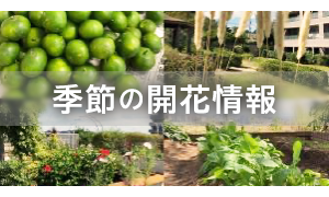 季節の開花状況